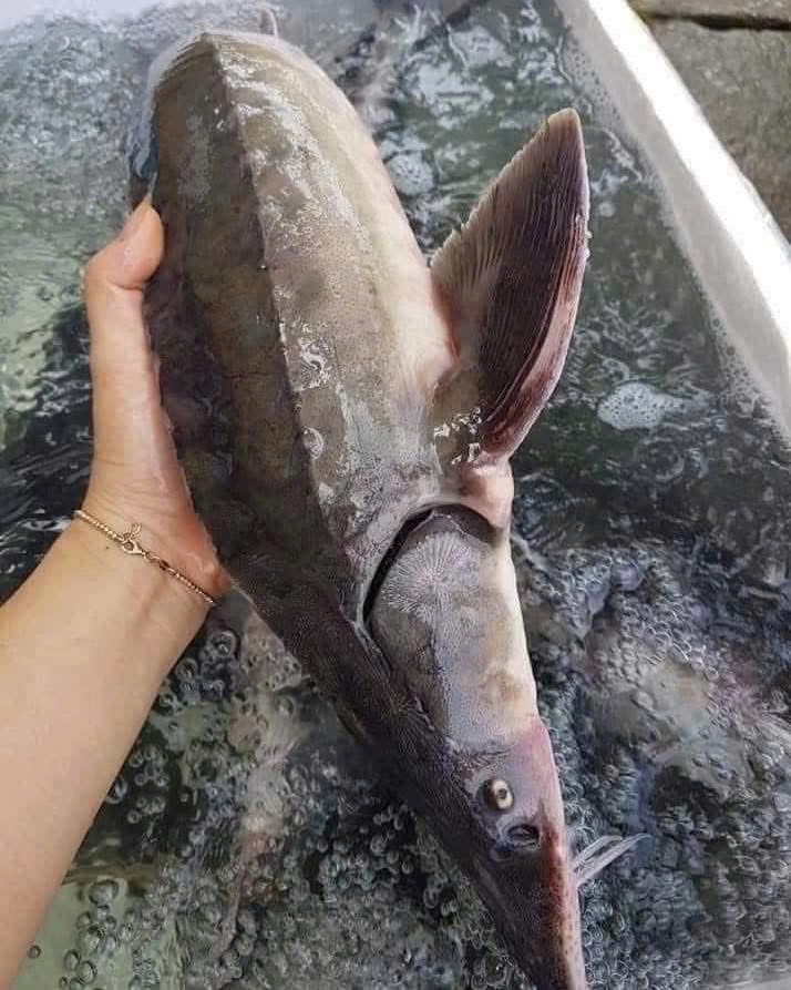 Cá tươi các loại
