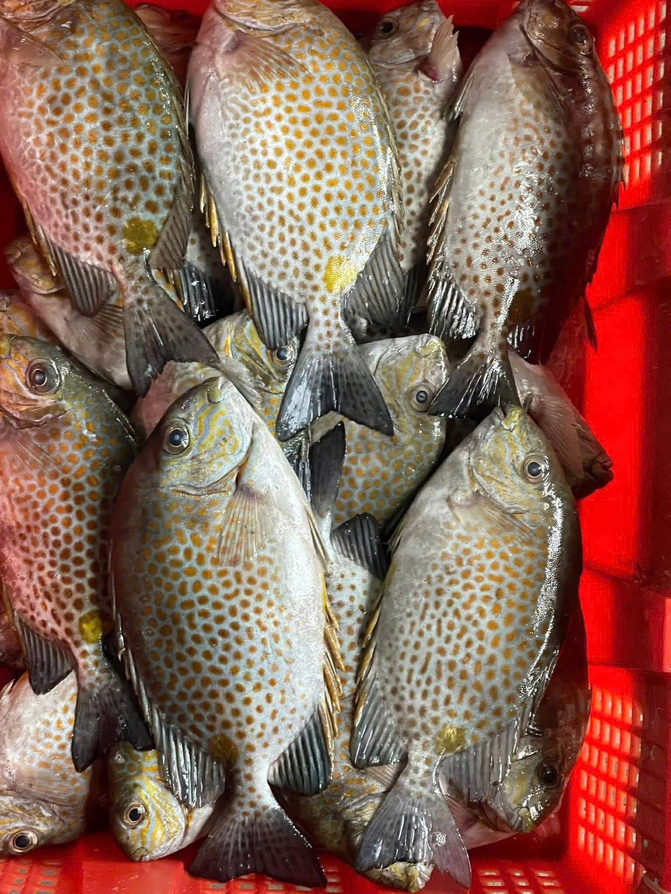 Cá chim bơi